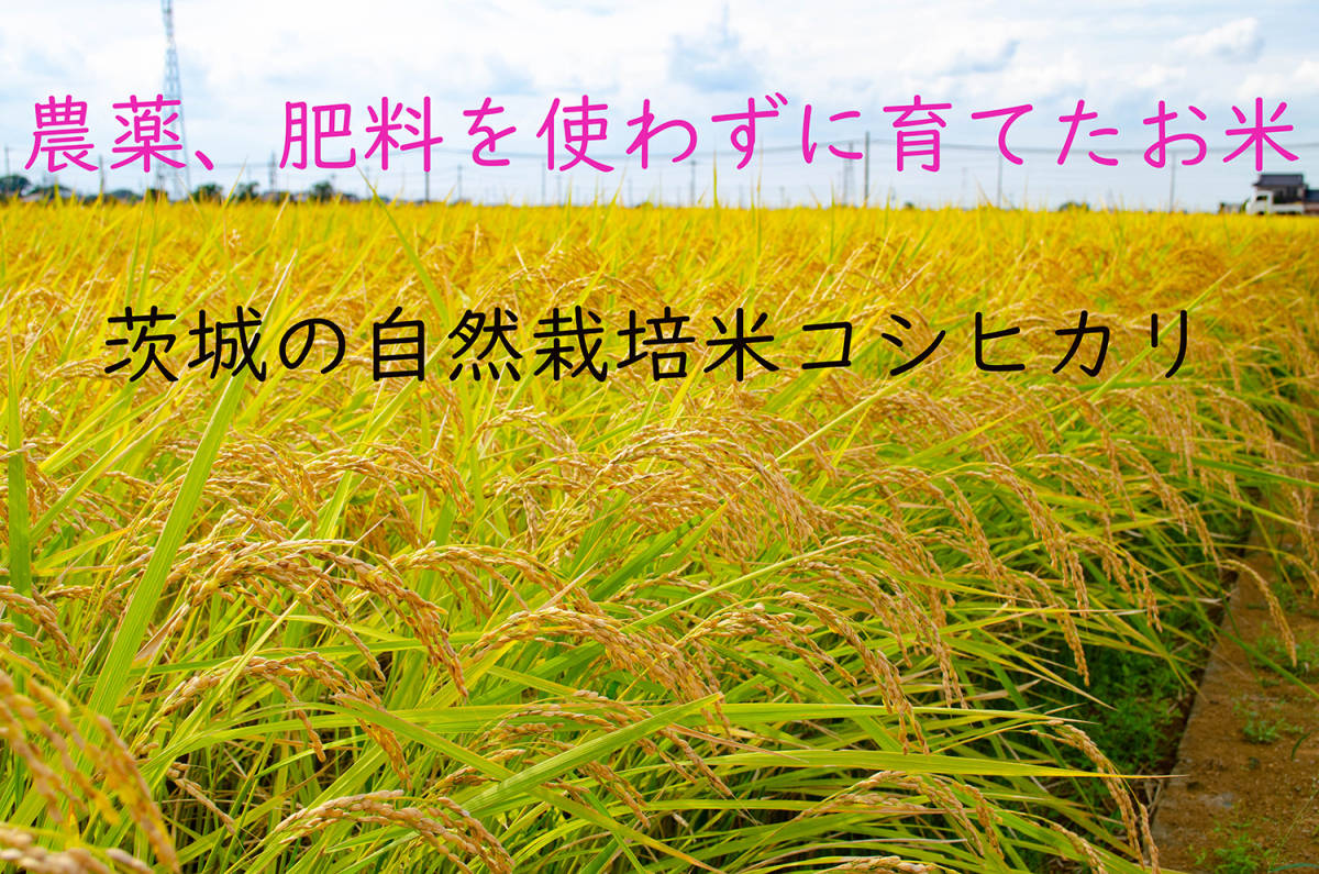 茨城県産 コシヒカリ こんな時代だからこそ自然栽培米＞令和7年度 玄米 