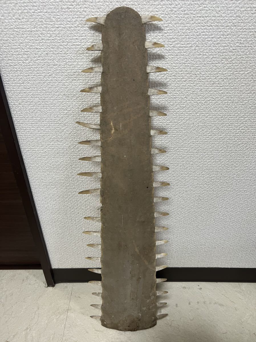 ノコギリザメの歯 約66cm ノコギリザメ - ノコギリザメ（鋸鮫）サメ歯