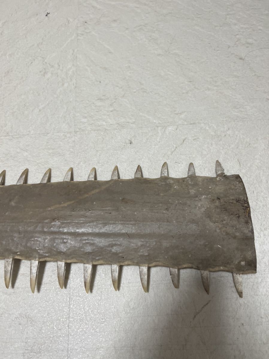 ノコギリ鮫の歯 ノコギリザメの歯 約66cm ノコギリザメ - ノコギリザメ（鋸鮫）サメ歯