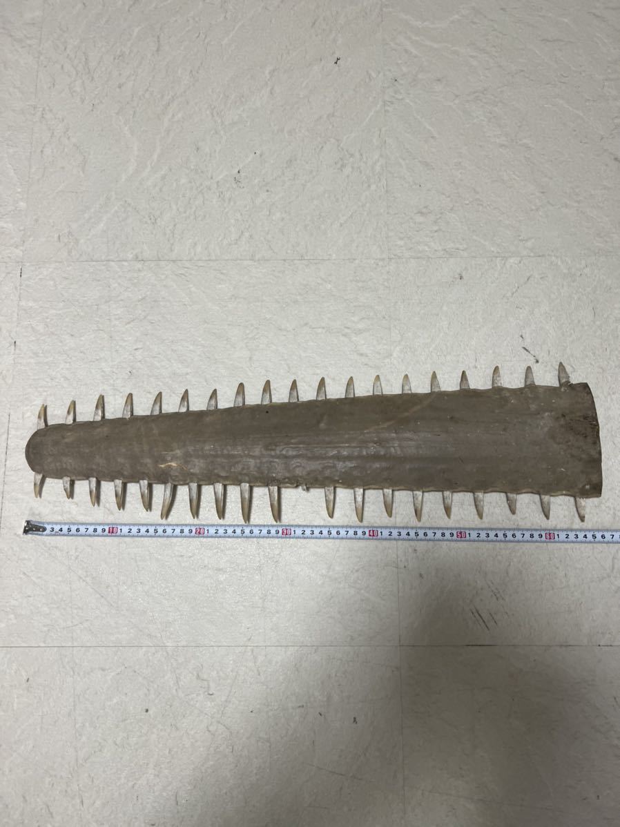 ノコギリ鮫の歯 ノコギリザメの歯 約66cm ノコギリザメ - ノコギリザメ（鋸鮫）サメ歯