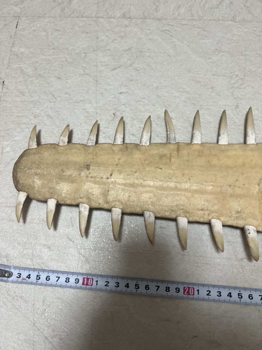 ノコギリザメの歯 約66cm ノコギリザメ - ノコギリザメ（鋸鮫）サメ歯