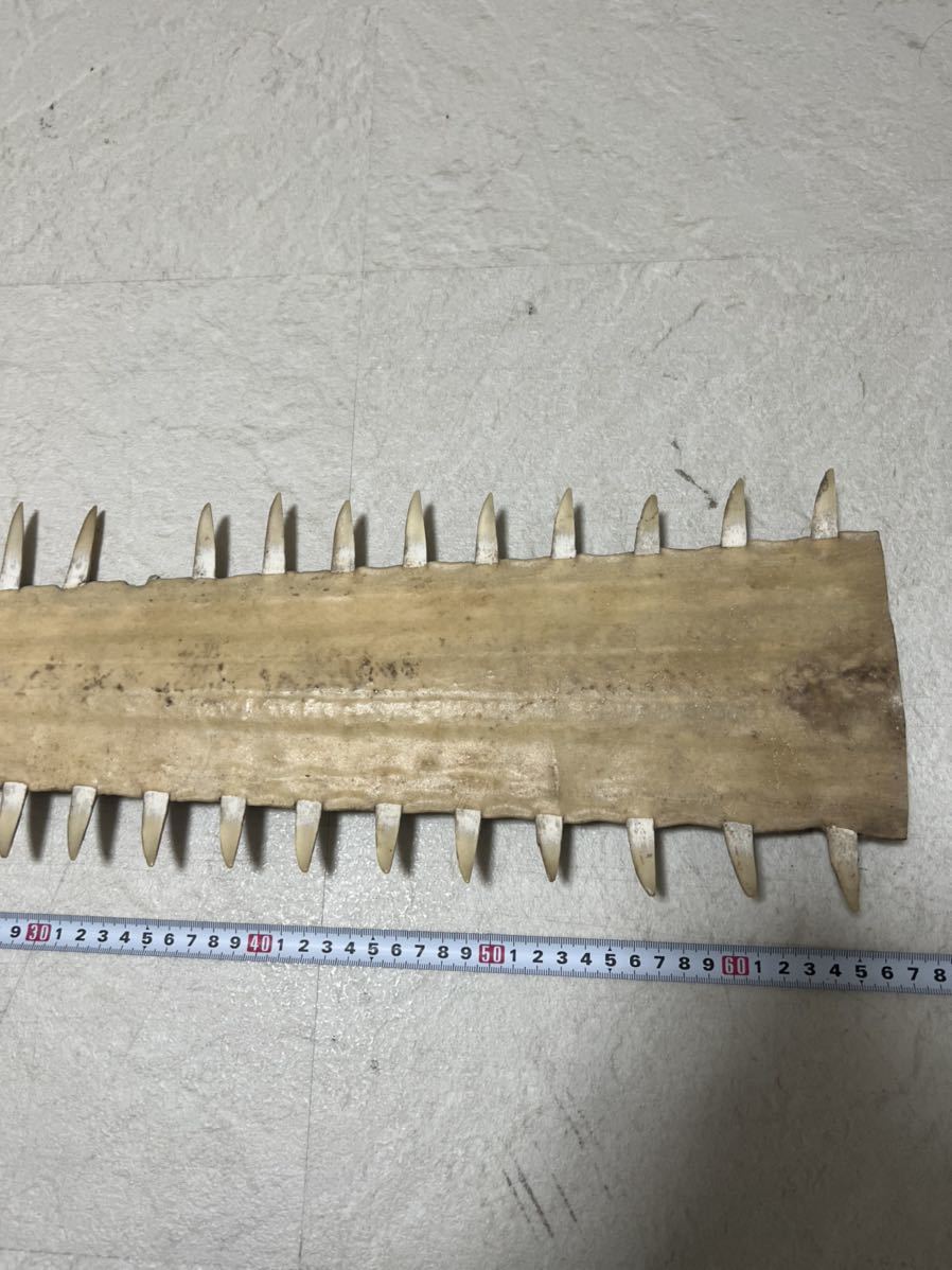 ノコギリザメの歯 約66cm ノコギリザメ - ノコギリザメ（鋸鮫）サメ歯