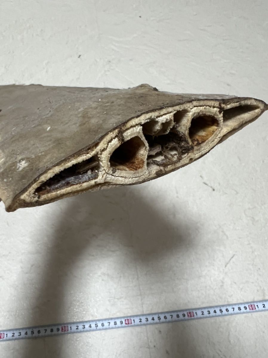 ノコギリザメの歯 約66cm ノコギリザメ - ノコギリザメ（鋸鮫）サメ歯