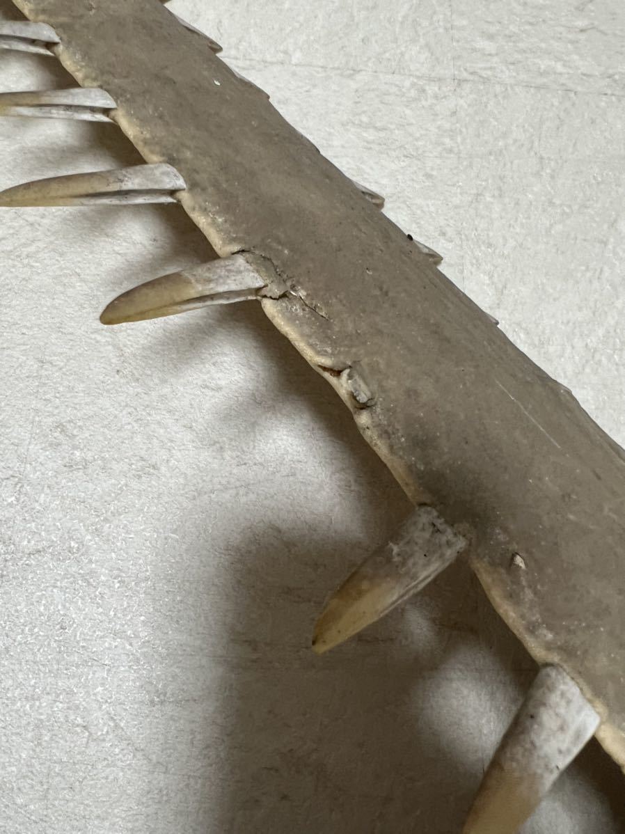 ノコギリザメの歯 約66cm ノコギリザメ - ノコギリザメ（鋸鮫）サメ歯