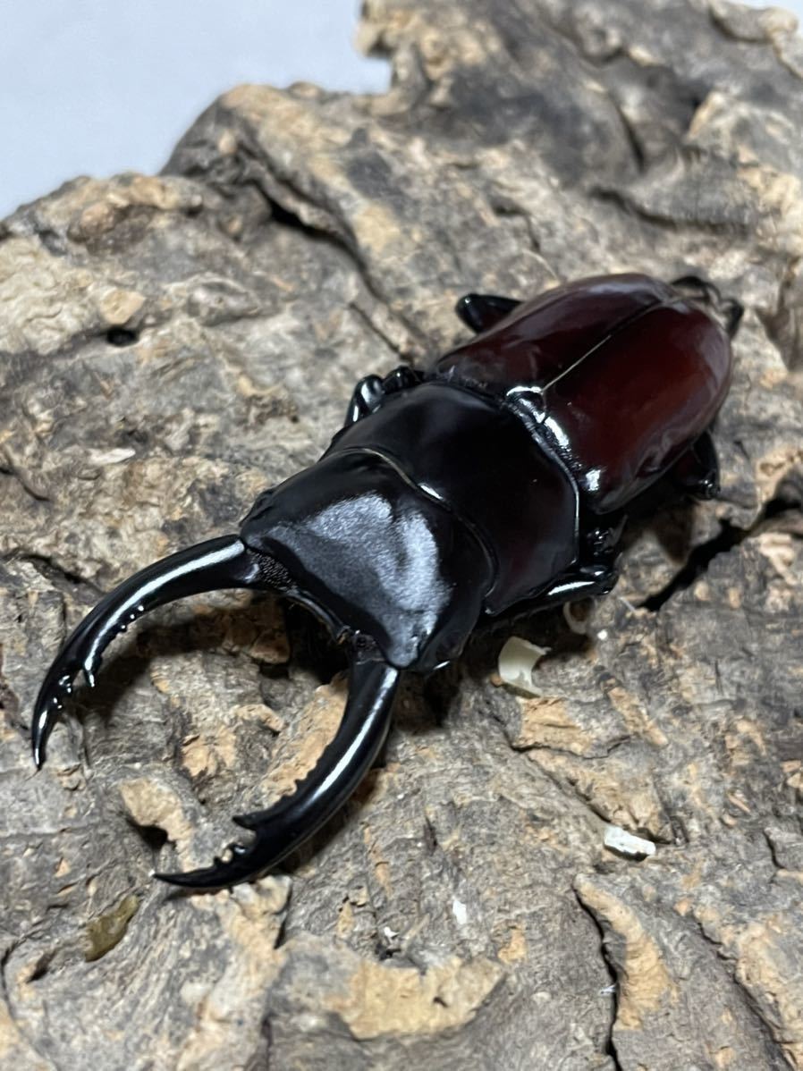 アローコクワガタ 原名亜種 WF1 ♂60mm・♀38mm ペア