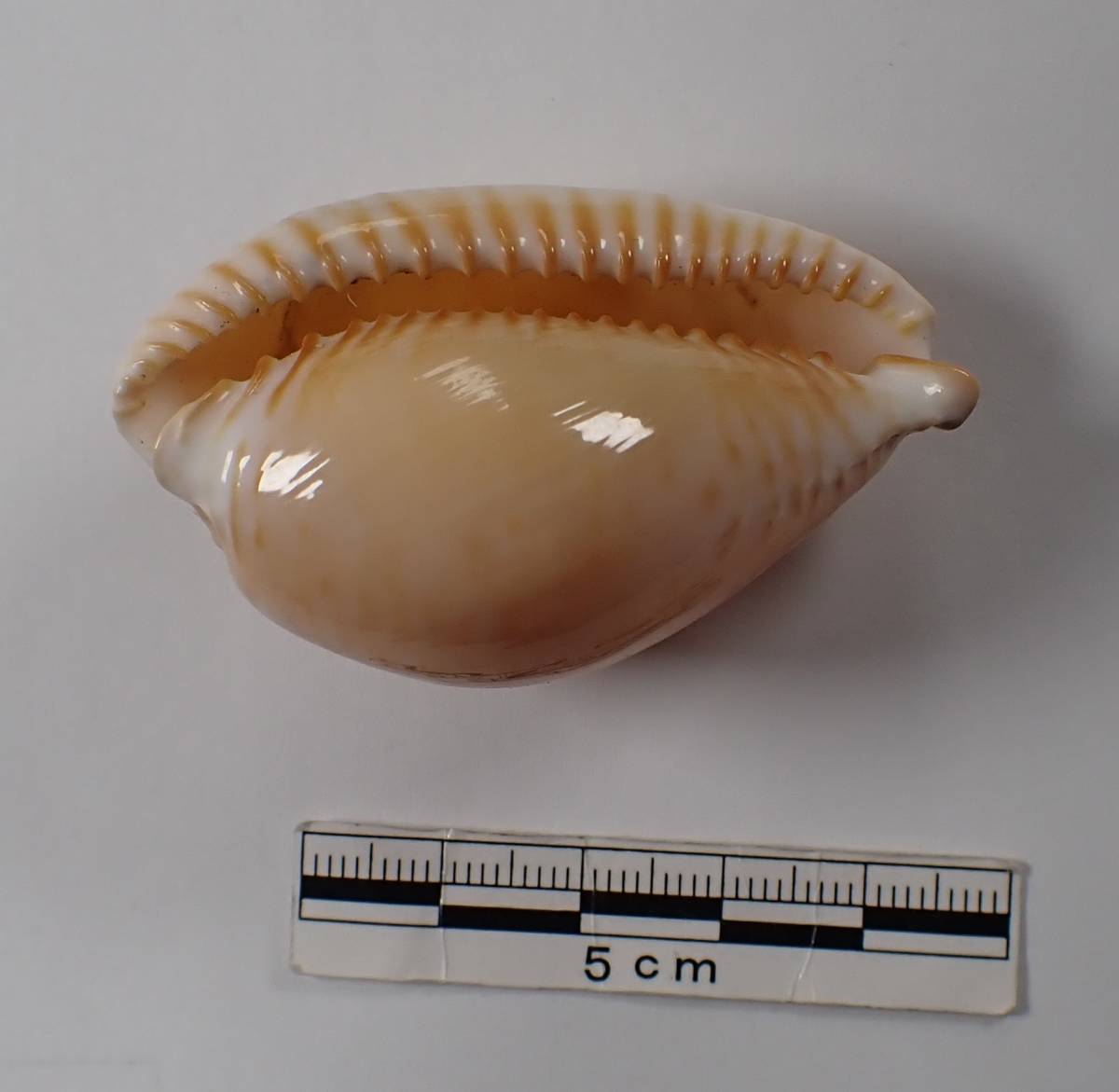 タカラガイの仲間（ホンクロユリダカラ） guttata Microshells 