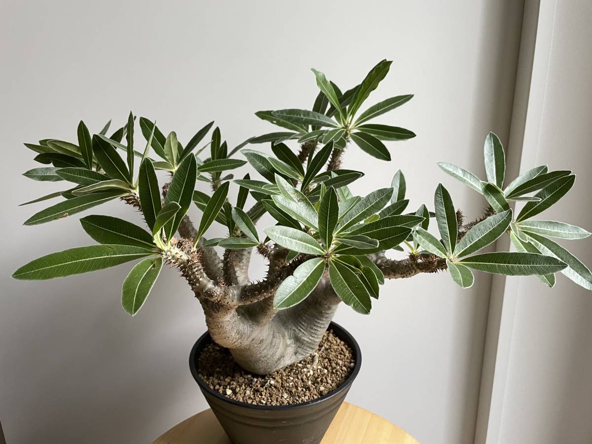 大型】パキポディウム マカイエンセ 魔界玉 現地球 Pachypodium