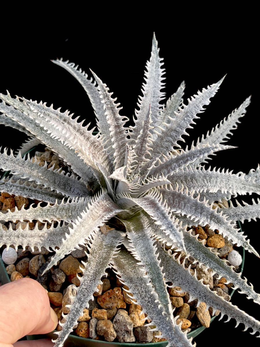 ディッキア Dyckia V1v Bill Baker's hybrid from Hawaii 'Bill x