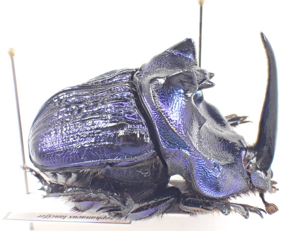 54mm♂】エンシフェールオオニジダイコクコガネ エンシフェル昆虫標本