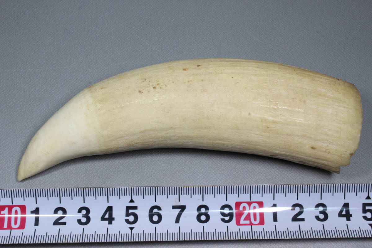 鯨の歯 牙 マッコウクジラ 重量96g レア 希少 抹香鯨 マッコウ鯨 マッコウクジラ 抹香鯨 牙 鯨歯 希少 鯨の歯 重量96g レア マッコウ鯨
