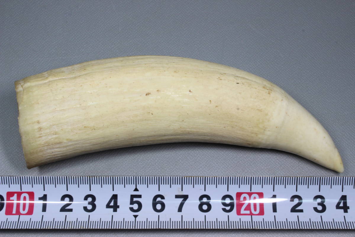 マッコウクジラ 抹香鯨 牙 鯨歯 希少 鯨の歯 重量96g レア マッコウ鯨