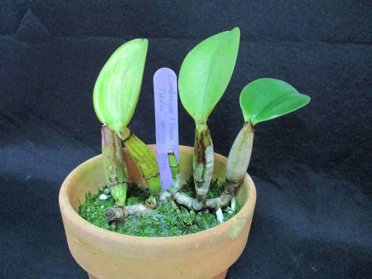 洋蘭 原種 カトレア C.walkeriana flamea 'Tokutsu'(first MC) GM/JOGA