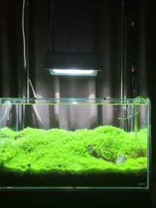 Adaスペリア同等 特注ガラス水槽 Adaライト付き Www Phoneshopkenya Co Ke