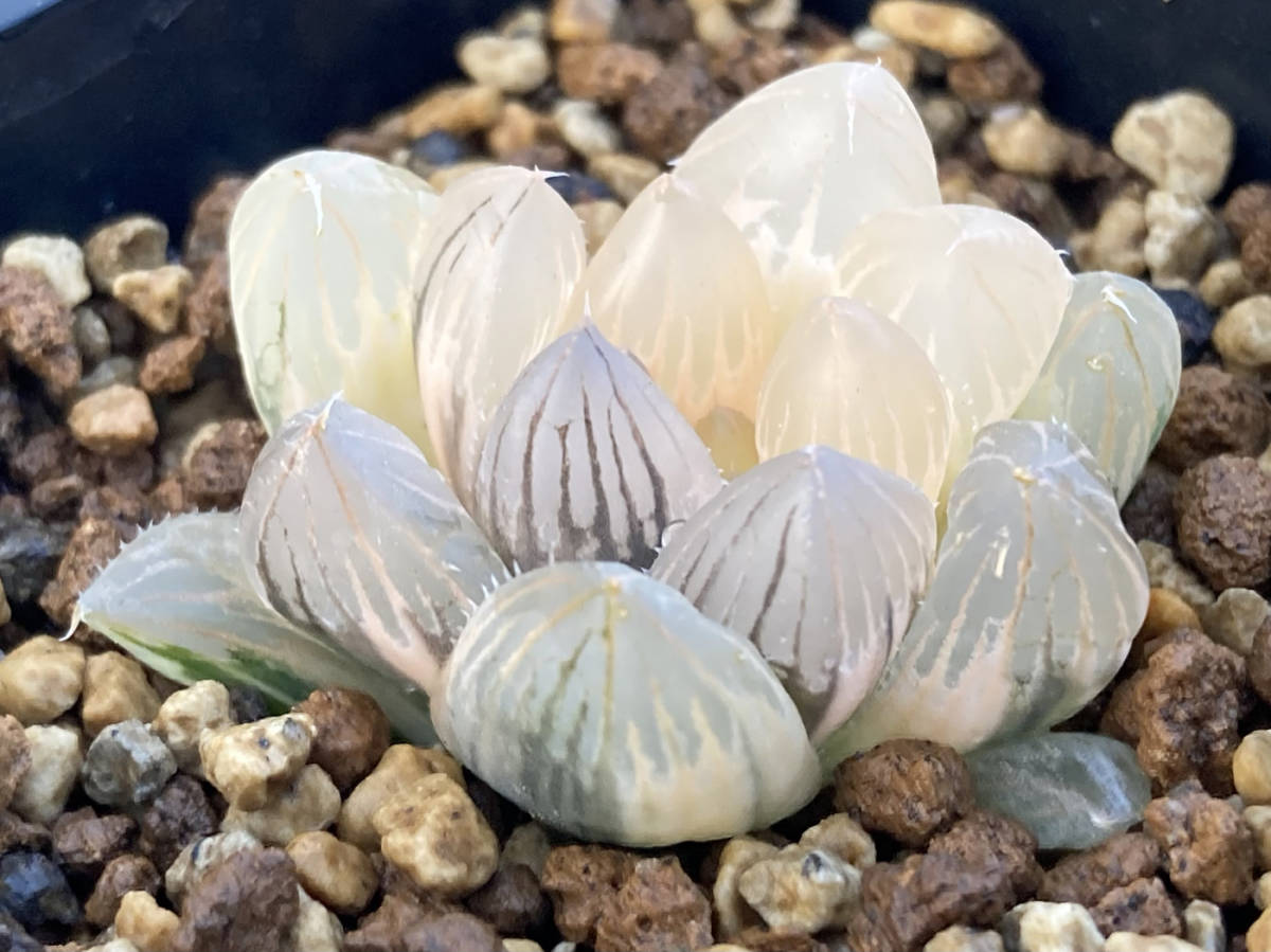 ◇多肉植物◇ハオルチア◇ブラックオブツーサ錦 派手半糊斑