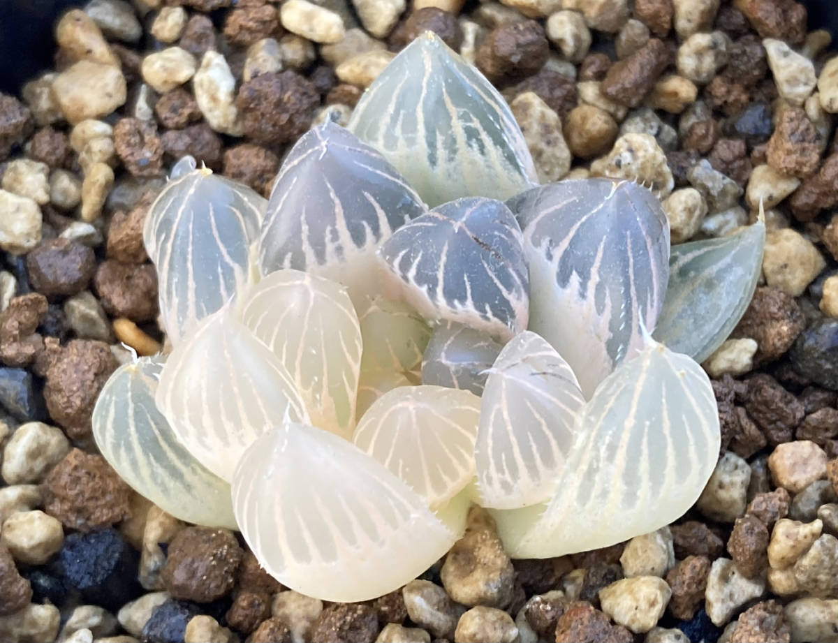 ◇多肉植物◇ハオルチア◇ブラックオブツーサ錦 派手半糊斑 ◇多肉植物◇ハオルチア◇ブラックオブツーサ錦 派手半糊斑