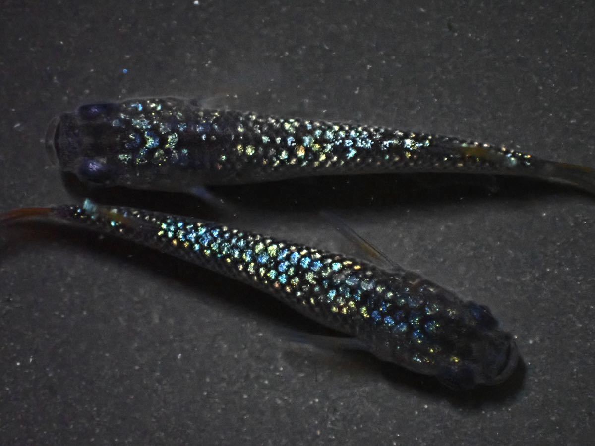 竹原めだか 現物出品】サファイア 2ペア 背びれあり 静楽庵様血統 2 静