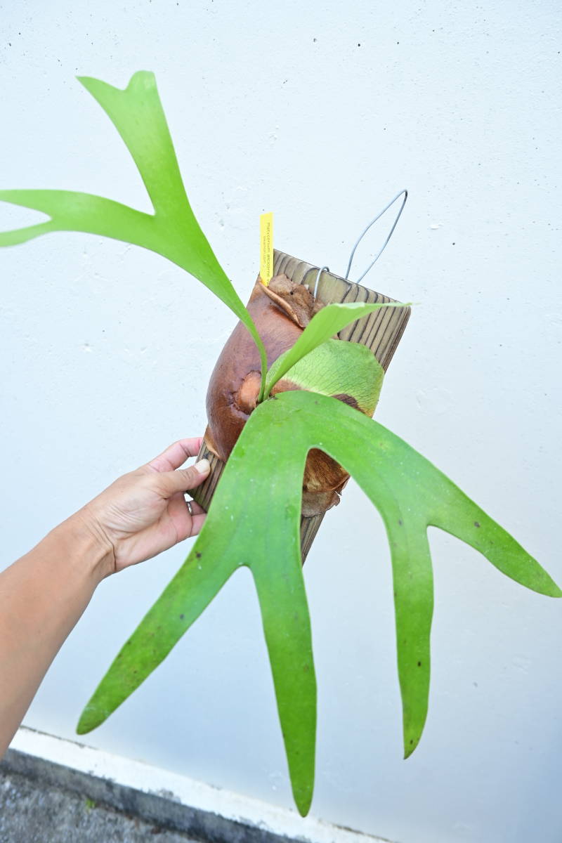 P.alcicorne var.Africa @bikamori.com ビカクシダ アルシコルネ アフリカ