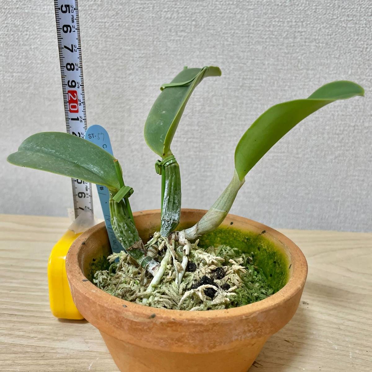 店舗情報 洋蘭原種 C. walkeriana coerulea 'Lapis Lazuli＃1 OG AM