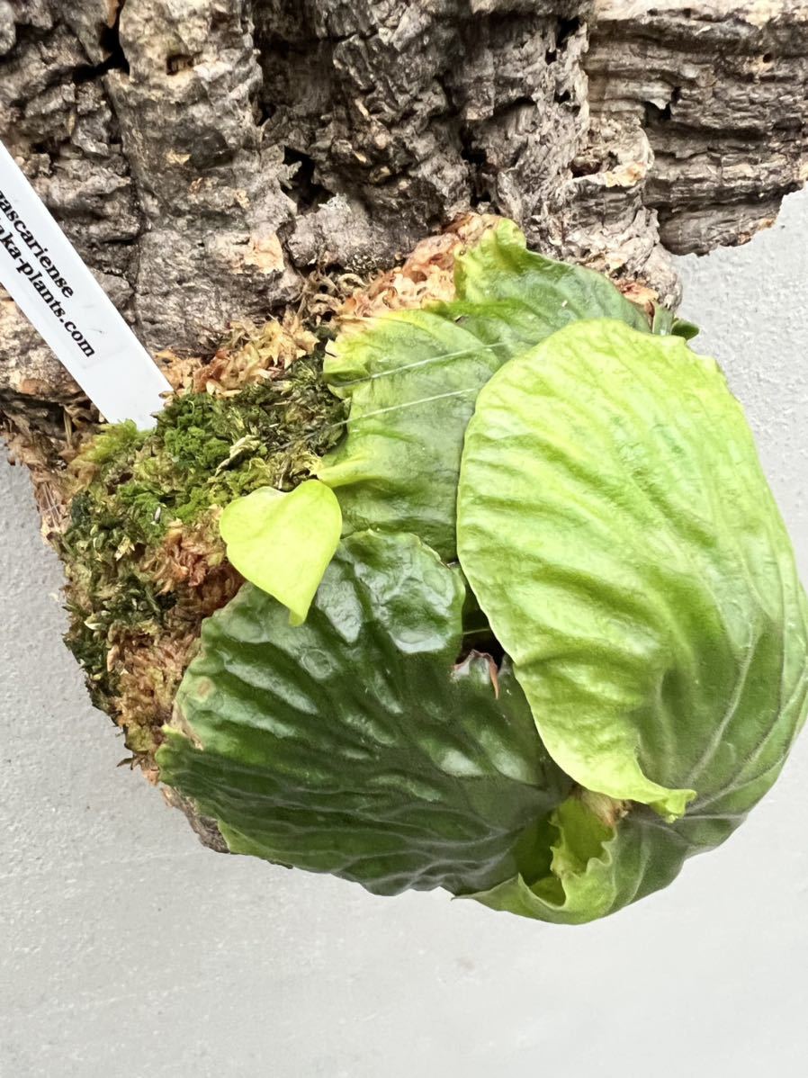 P. madagascariense (wild由来株) マダガスカリエンセ【vandaka