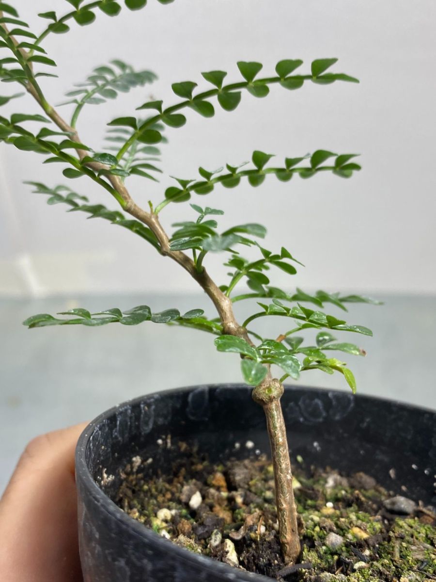 観葉植物 オペルクリカリア パキプス