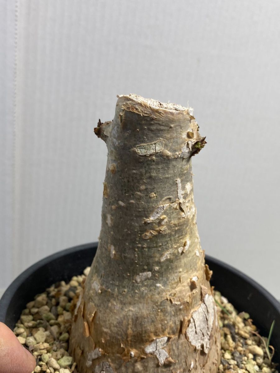 Cyphostemma - | 塊根植物 キフォステンマ laza ゆるぷ isla del