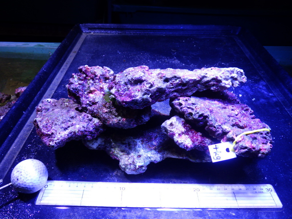 kainazzo ライブロック12.5kg 8CM前後 MSサイズ 即決 | 海水魚