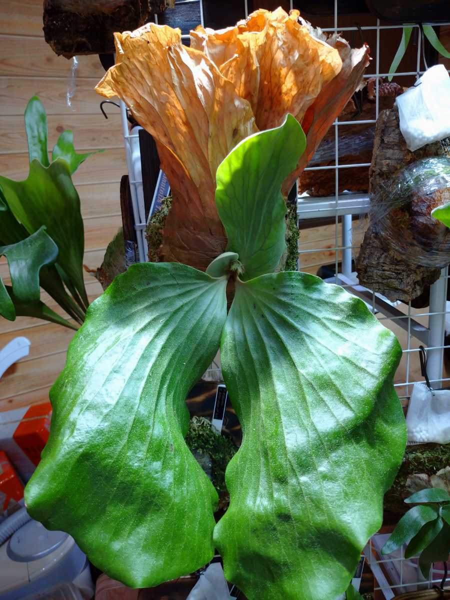 x elephantotis ビカクシダ @ P. Tatsuta ☆ Platycerium 胞子