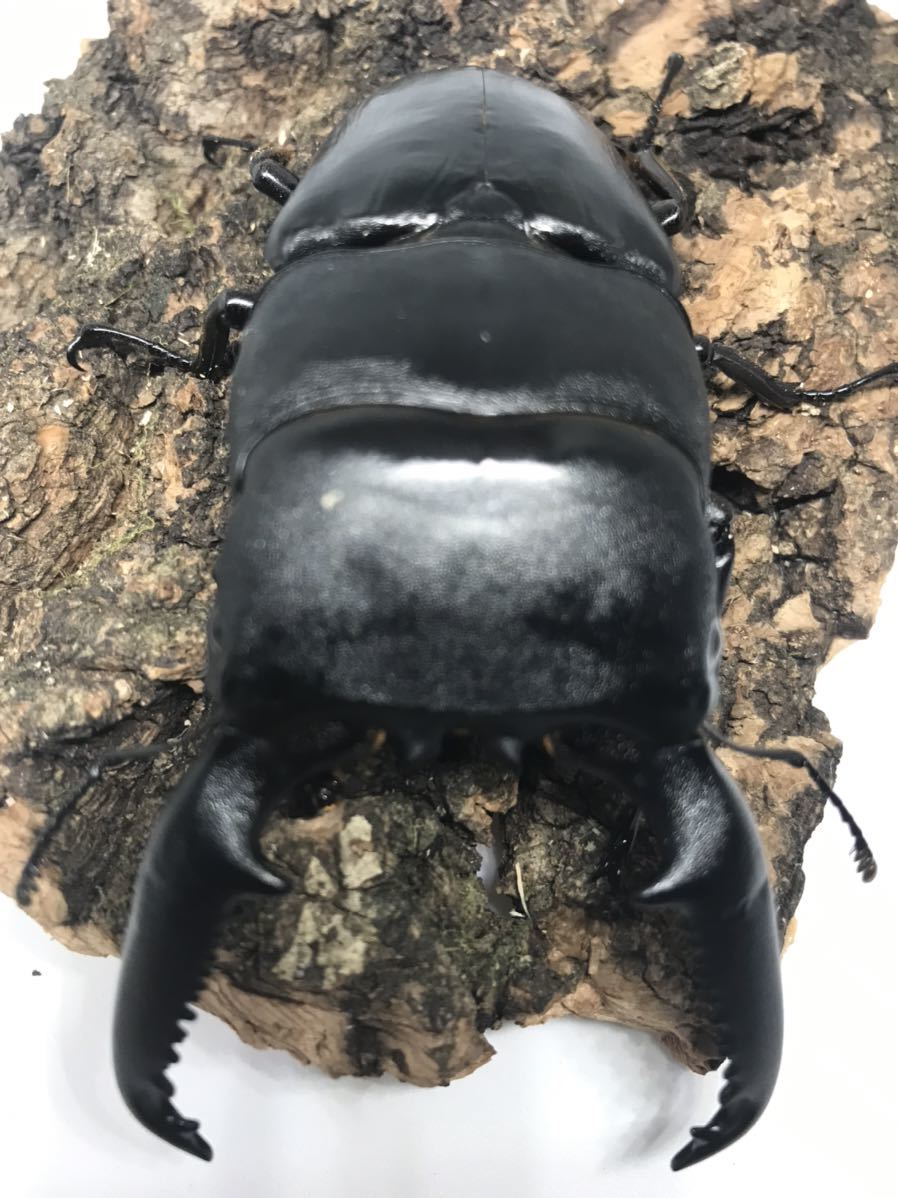 パラワンオオヒラタクワガタ 成虫ペア パラワンオオヒラタクワガタ