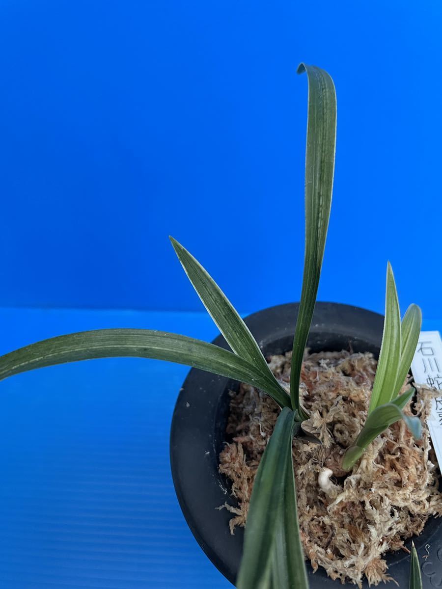 日本春蘭・韓国春蘭・中国春蘭・「天貴（仮）」 最も安い 日本春蘭