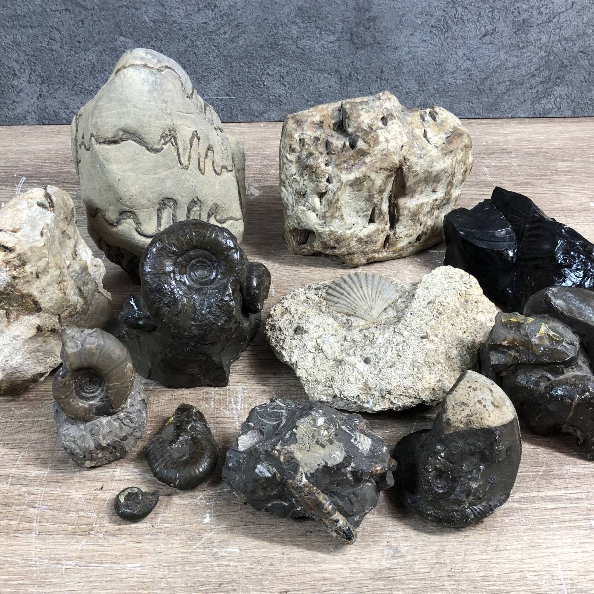 化石と思われる石 貝殻状 化石群 木製台座付き 鑑賞石 約12cm 化石と