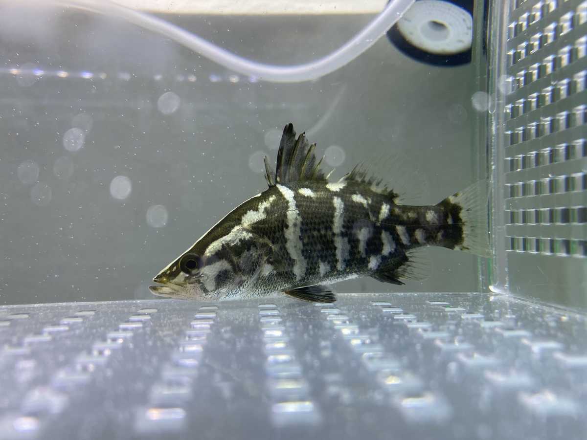 四万十川の魚 7 アカメ – 公益財団法人 四万十川財団