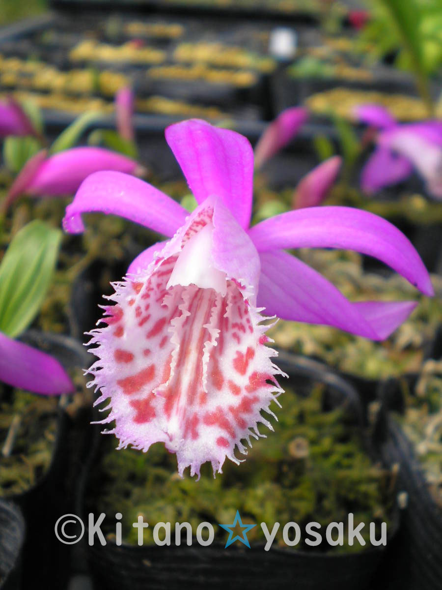 大輪朱鷺草 タイリントキソウ ラン科 ３寸 9 0cm ポリポット栽培 花 売買されたオークション情報 Yahooの商品情報をアーカイブ公開 オークファン Aucfan Com