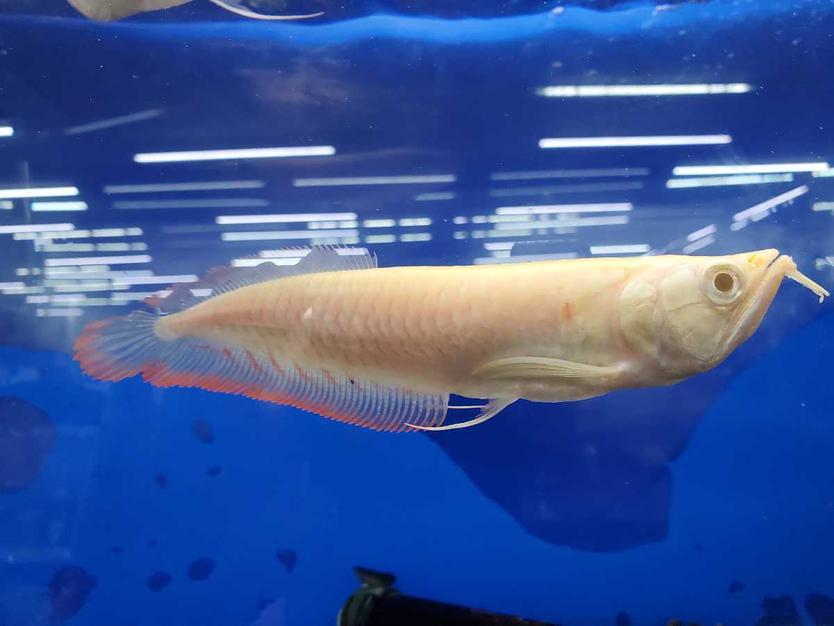 限定SALE，高品質 アルビノシルバーアロワナ 体長18センチほど 熱帯魚 大型魚 肉食魚(淡水魚)｜売買されたオークション情報、yahooの商品情報をアーカイブ公開 - オークファン その他