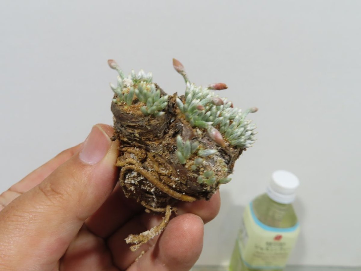 plants260513d90_1_43743688-a673-40bd-bb7e-ce64b75f199d