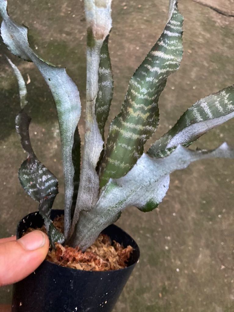 Cryptanthus 'Medusa' (Lisa Vinzant) 】ぐりぐりウネるクリプタンサス