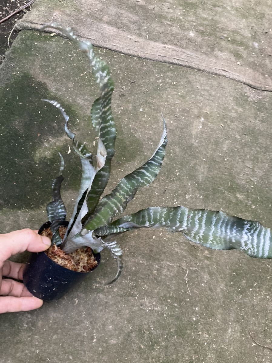 Cryptanthus 'Medusa' (Lisa Vinzant) 】ぐりぐりウネるクリプタンサス