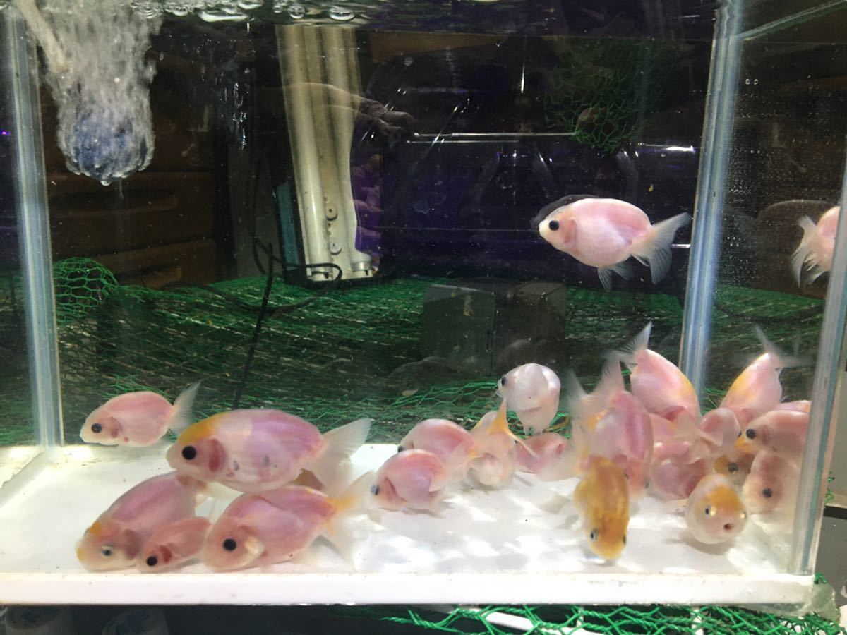 金魚 桜錦 稚魚4匹セット らんちゅう 当歳魚 1(金魚)｜売買された 