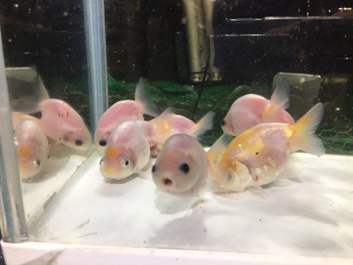 金魚 桜錦 稚魚4匹セット らんちゅう 当歳魚 1(金魚)｜売買された 