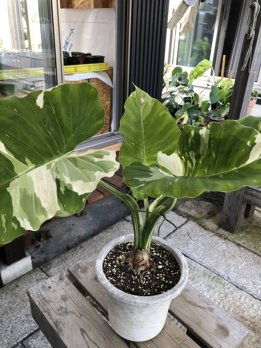 クワズイモ 斑入り