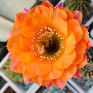 値段 花サボテン 短毛丸 キャンドル橙花 2鉢セット 鉢ごと発送 植物 観葉植物 インテリア 住まい 小物 Belvtor By