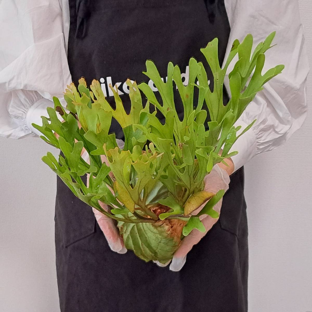【爆買い，SALE】 1円スタート 37+ ビカクシダ 植物 Platycerium ridleyi プラティケリウム リドレイ Center Borneo Wild/麋角羊歯(ビカクシダ、コウモリラン)｜売買されたオークション情報、yahooの商品情報をアーカイブ ビカクシダ、コウモリラン