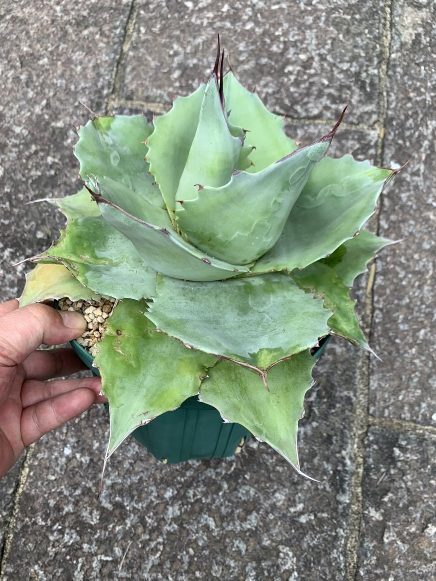 アガベ オバティフォリア ドワーフ agave 【公式通販】