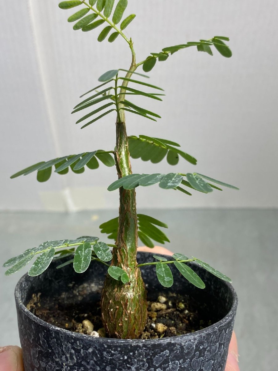 ヒ4615 「実生株」センナ メリディオナリス【種から発芽！・発根