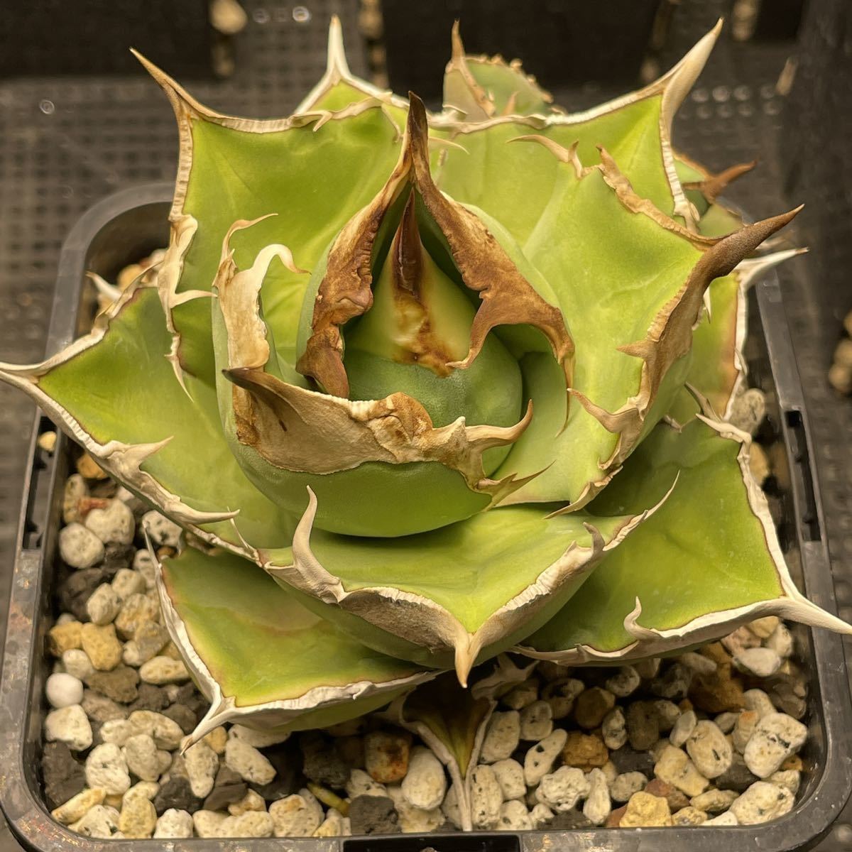 子株】アガベ チタノタ 白犀牛 オテロイ agave titanota(アガベ)｜売買