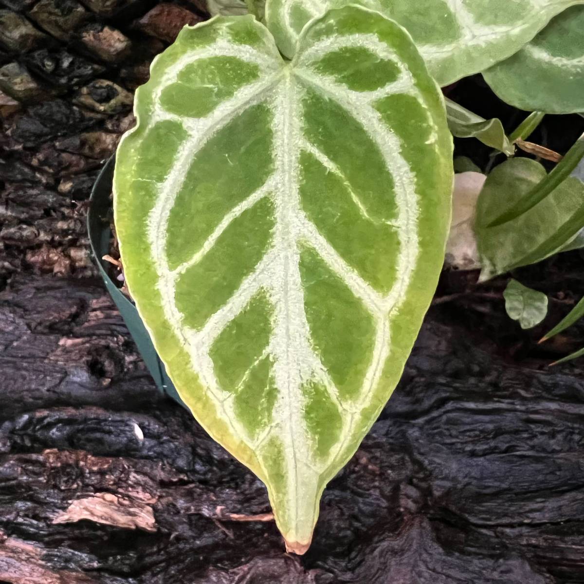 超激レア Anthurium アンスリウム ホープ crystallinum'Crystal Hope