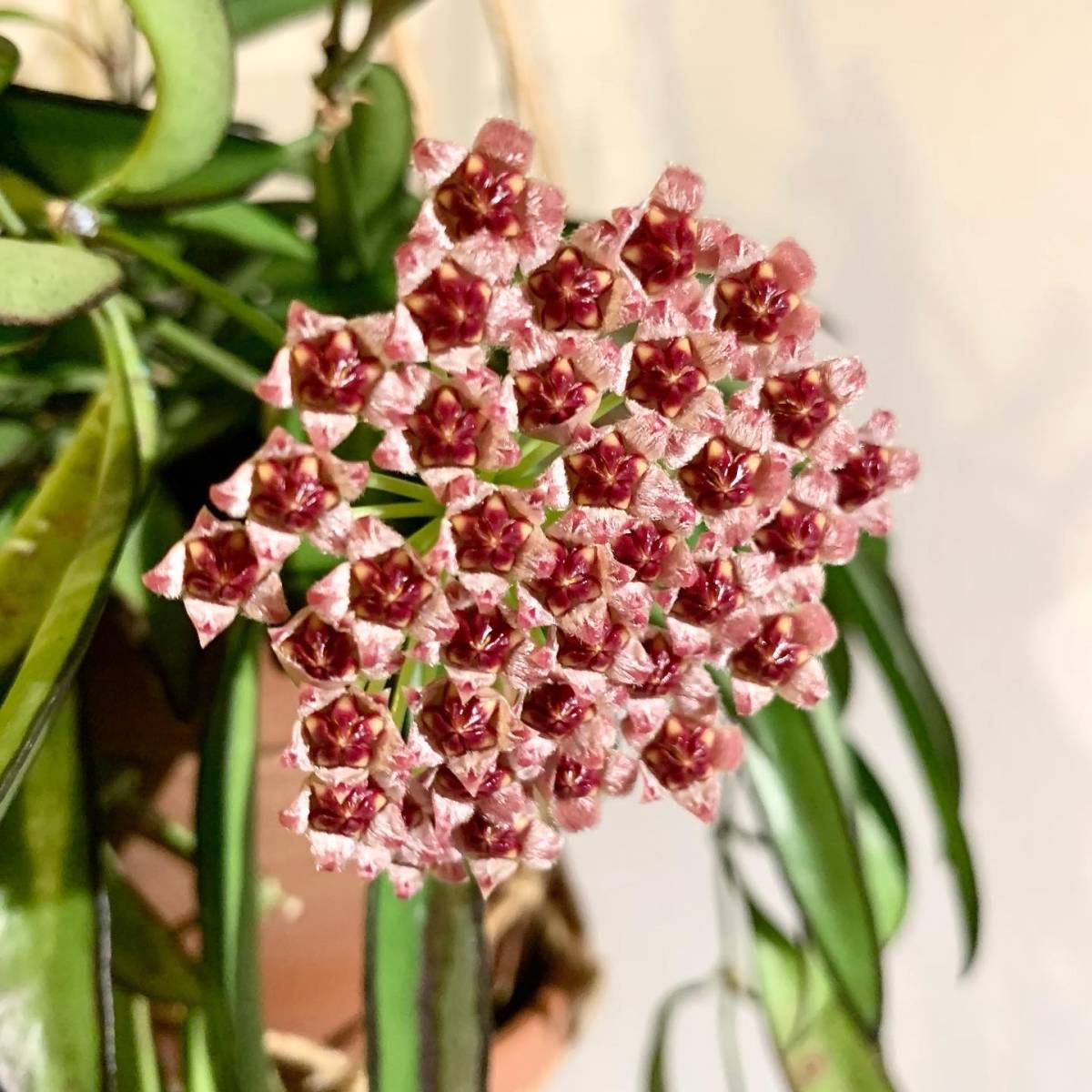 ホヤ Sp サバー Hoya Sp Sabah レア Www Nslibrary Gov My