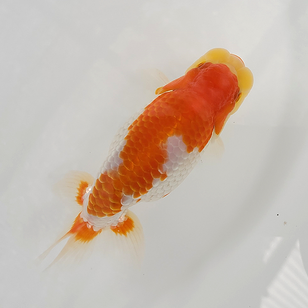 《 らん壱 》 肥州らんちゅう 優良血統魚 当歳魚 12.5cm 雄 No.117