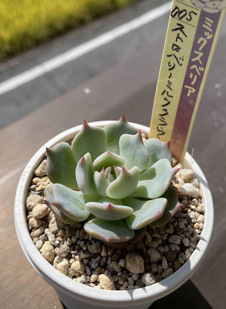 ミックスベリア 多肉植物 おらいさん苗 ストロベリーミルククラウン