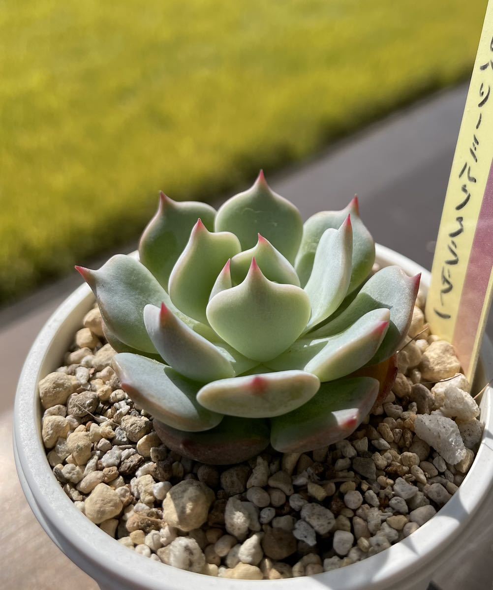 多肉植物 おらいさん苗 ミックスベリア ストロベリーミルククラウン 札