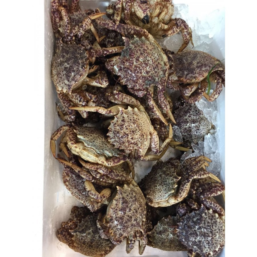 栗蟹 1箱 8kg 約30 40匹 クリガニ くりがに カニ 栗蟹 1箱 8kg 約30 40匹 クリガニ くりがに カニ